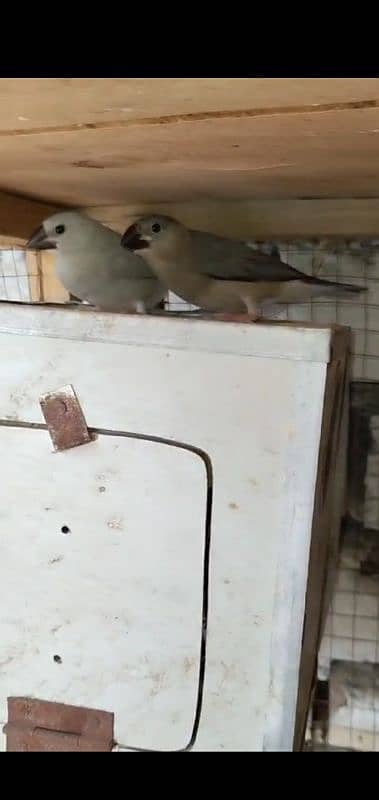 mix lovebirds finch Dave 7