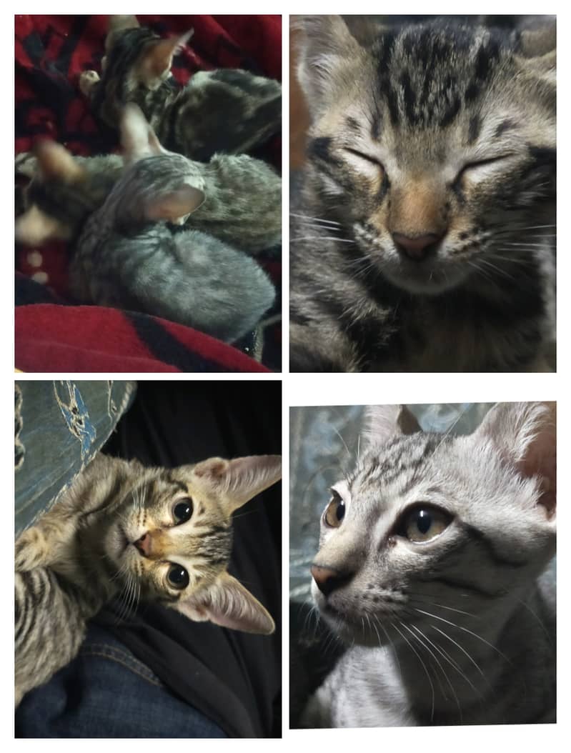 (FREE) 3 month old tabby kittens for adoption 0