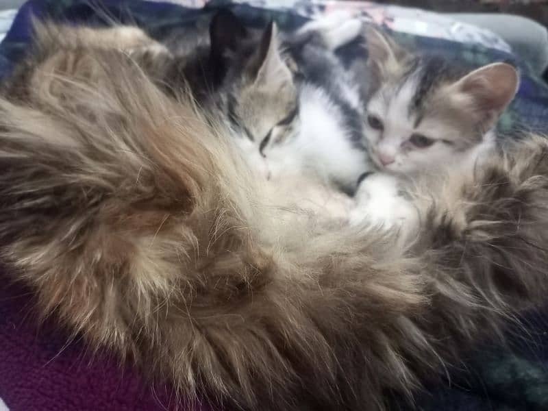 persian cat with 3 little kittens for sale 6