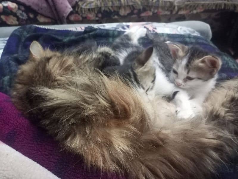 persian cat with 3 little kittens for sale 7