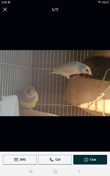 Required lady gouldian pair 0