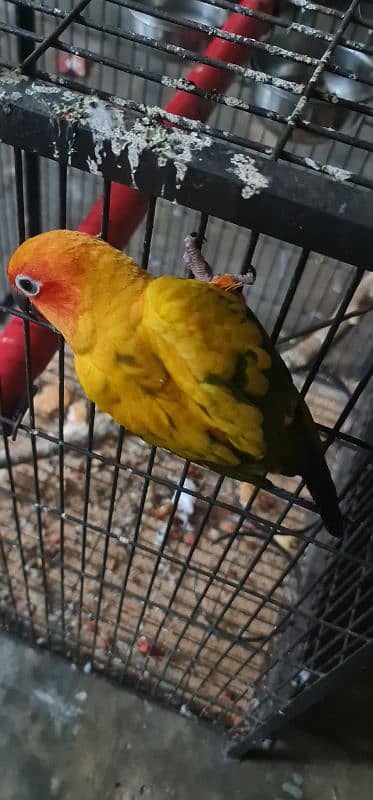 conure | Sun Conure | red factor sun conure | Sun  Conure breeder pair 2