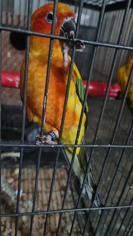 conure | Sun Conure | red factor sun conure | Sun  Conure breeder pair 3