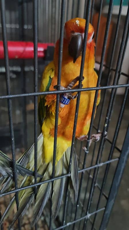 conure | Sun Conure | red factor sun conure | Sun  Conure breeder pair 4