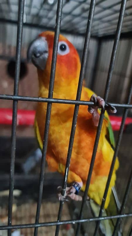 conure | Sun Conure | red factor sun conure | Sun  Conure breeder pair 5