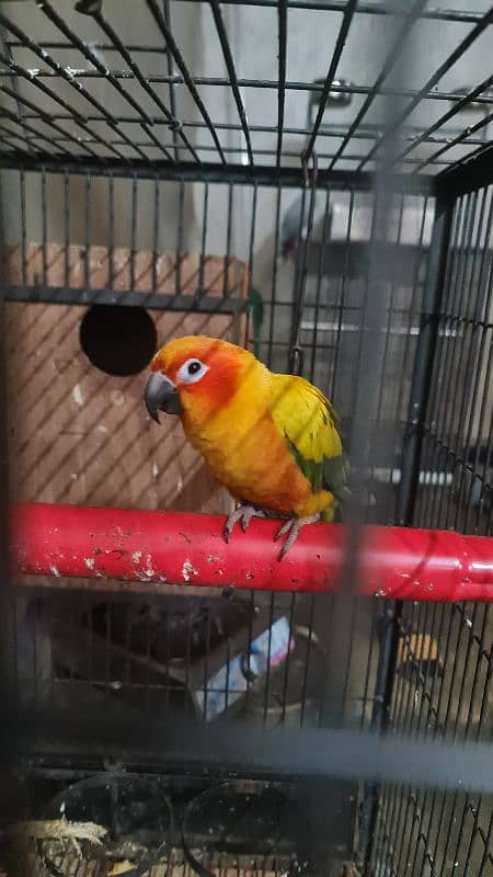 conure | Sun Conure | red factor sun conure | Sun  Conure breeder pair 10