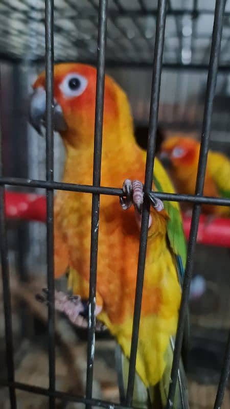 conure | Sun Conure | red factor sun conure | Sun  Conure breeder pair 11