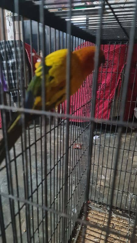 conure | Sun Conure | red factor sun conure | Sun  Conure breeder pair 12