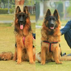 German Shepherd long coat pair