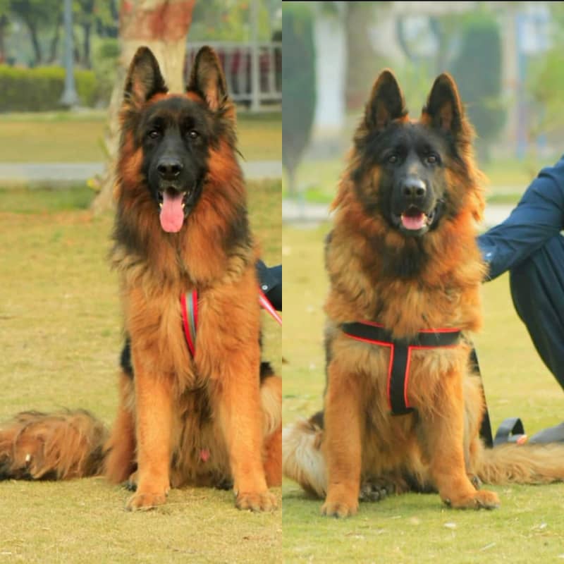 German Shepherd long coat pair 0