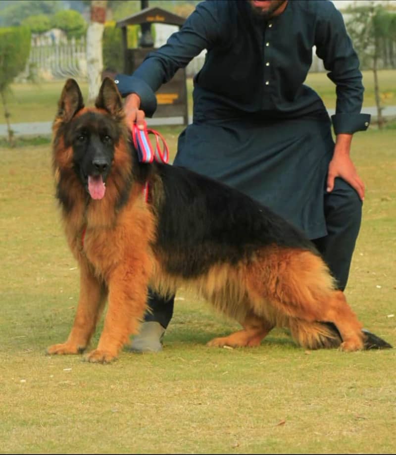 German Shepherd long coat pair 1