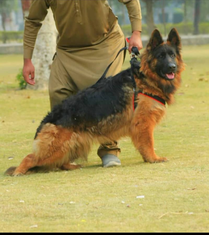 German Shepherd long coat pair 2