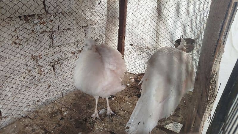 2 paper white peacock males available 2