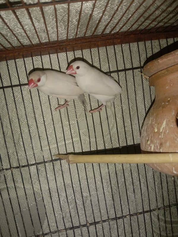 finches and wire cage for sale 0