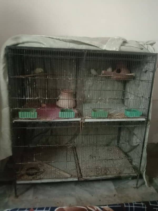 finches and wire cage for sale 1