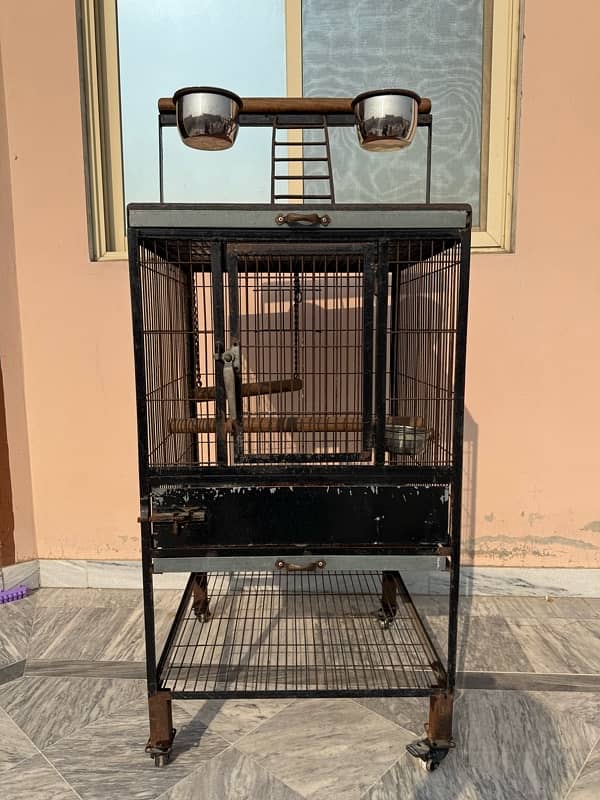 Gray parrot & Raw parrot cage for sale 1