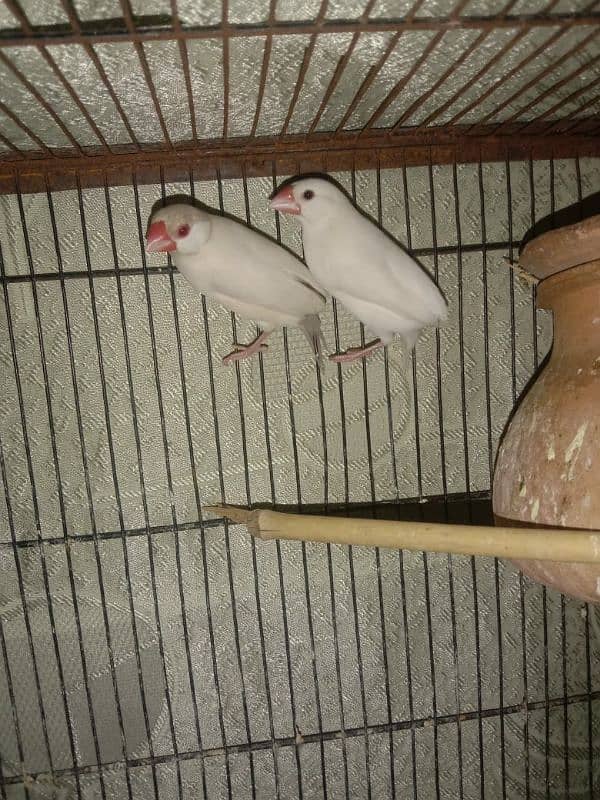 finches and wire cage for sale 2