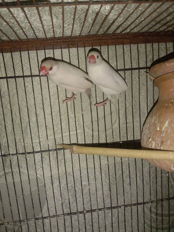 finches and wire cage for sale 3