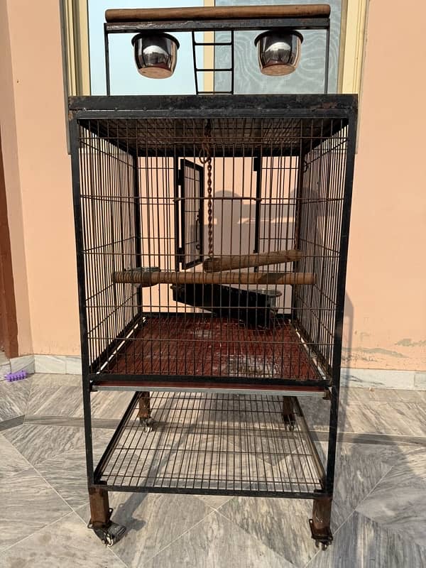 Gray parrot & Raw parrot cage for sale 3