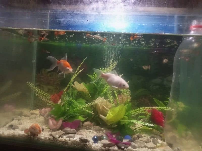 Fish aquarium with guppies fish and accessories 0