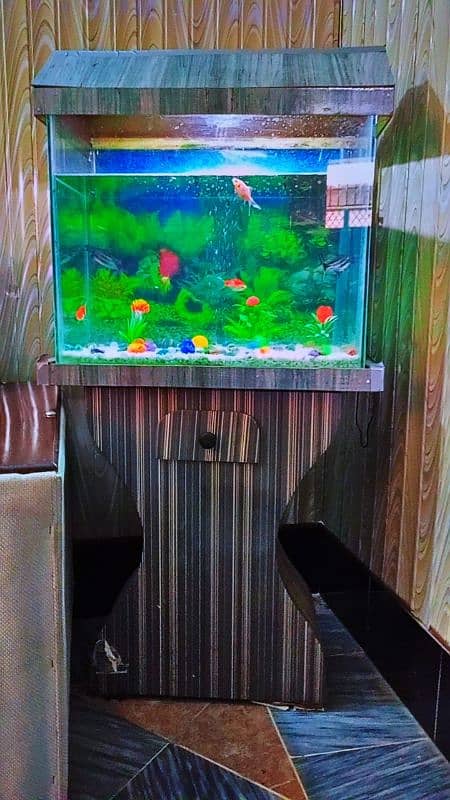 Fish aquarium with guppies fish and accessories 2