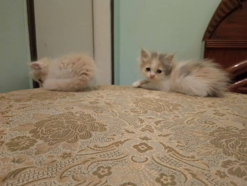 beautiful kittens for sale 1