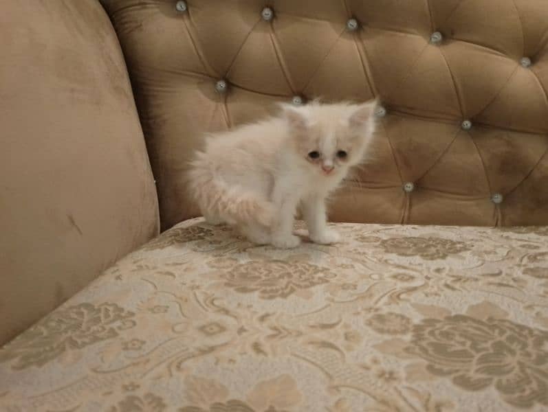 beautiful kittens for sale 2