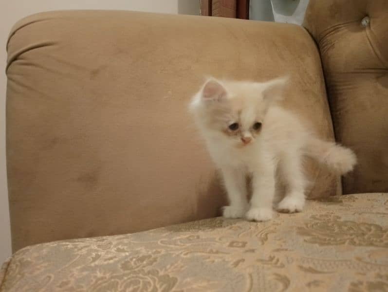 beautiful kittens for sale 3