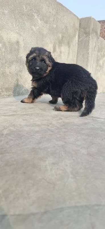 black ten/German Shepherd puppie| Long Coat puppy | Dog | GSD 0