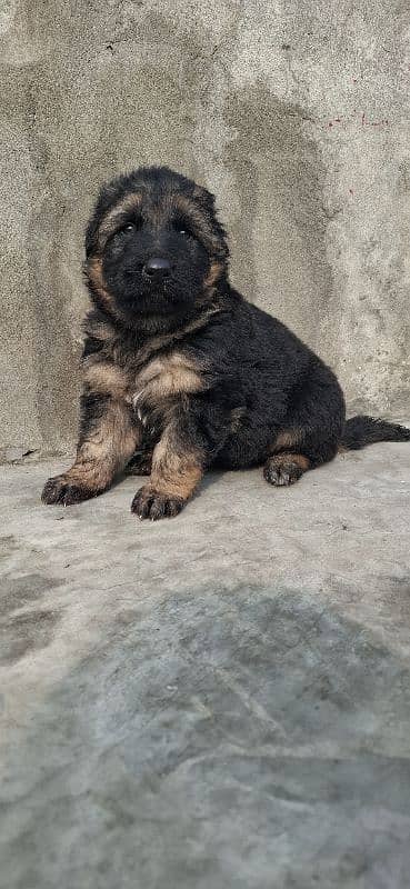 black ten/German Shepherd puppie| Long Coat puppy | Dog | GSD 1