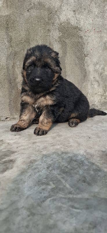 black ten/German Shepherd puppie| Long Coat puppy | Dog | GSD 2