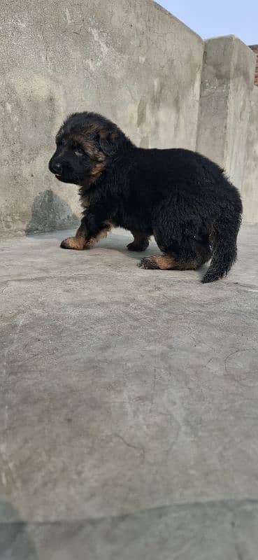 black ten/German Shepherd puppie| Long Coat puppy | Dog | GSD 3