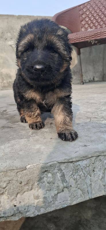 black ten/German Shepherd puppie| Long Coat puppy | Dog | GSD 4