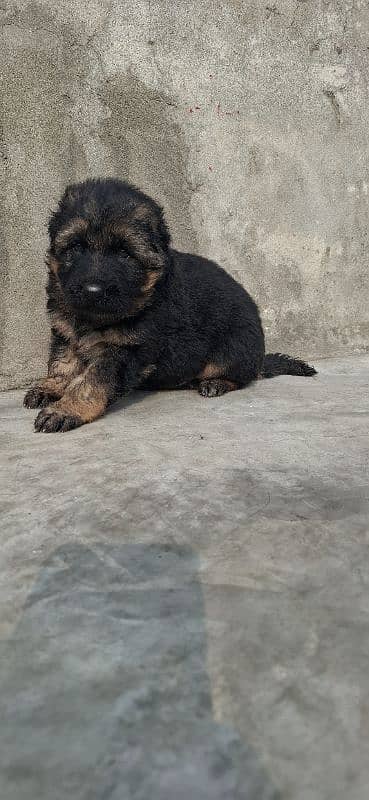 black ten/German Shepherd puppie| Long Coat puppy | Dog | GSD 5