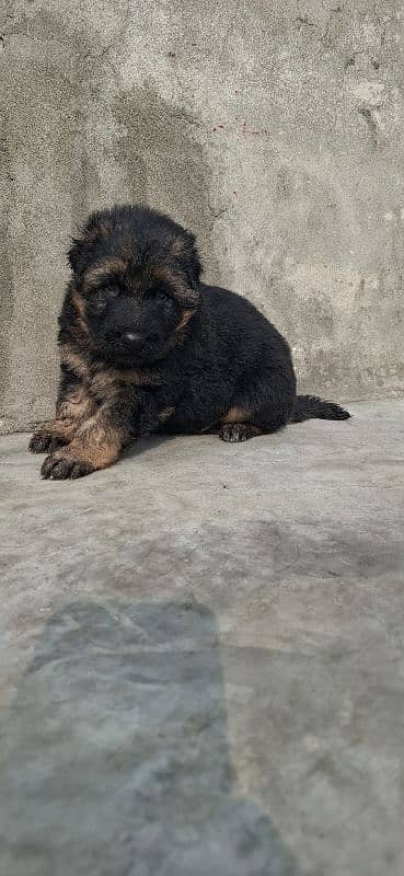 black ten/German Shepherd puppie| Long Coat puppy | Dog | GSD 6