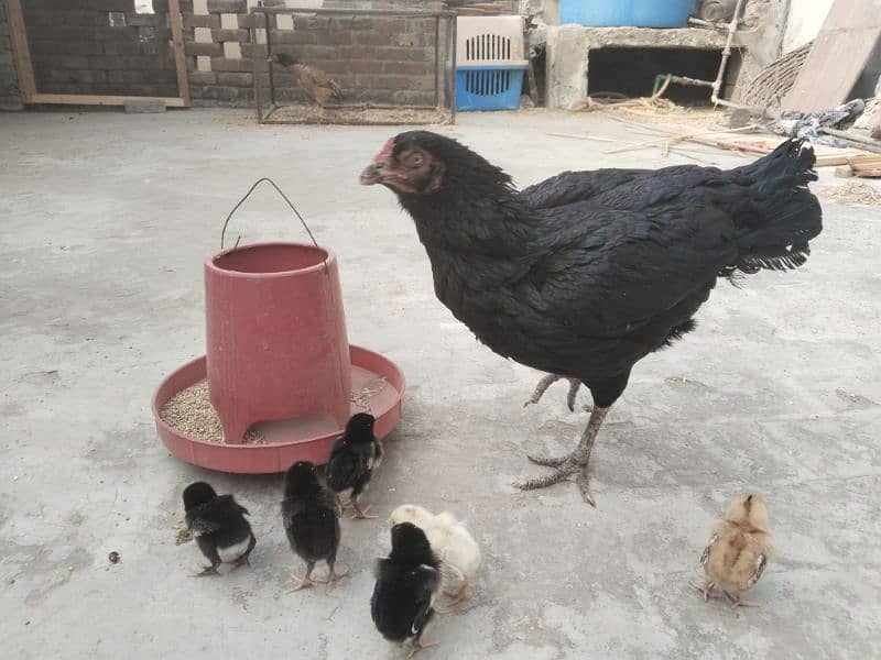 Aseel Mianwali Purebred Hen with 6 chicks 0