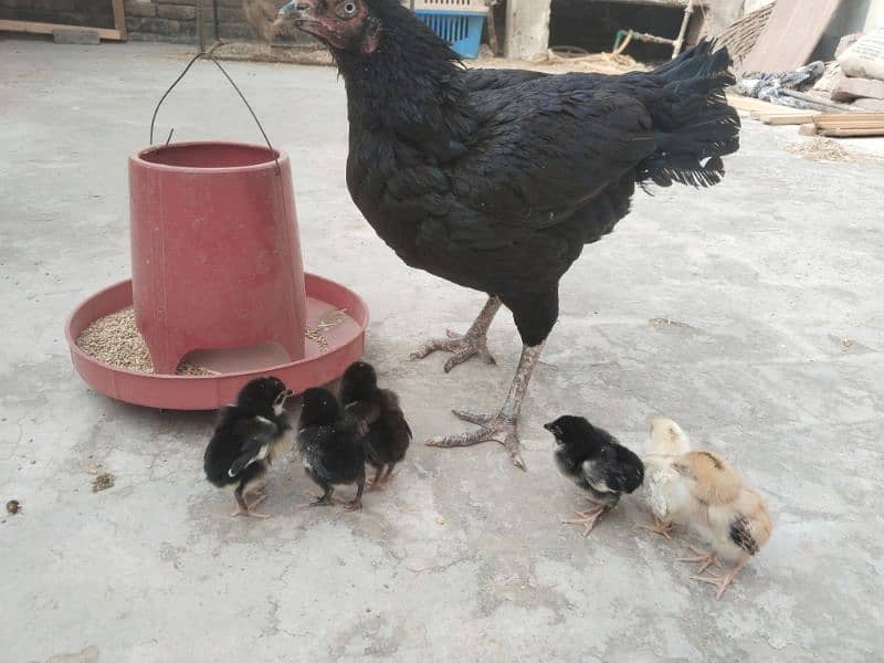 Aseel Mianwali Purebred Hen with 6 chicks 1