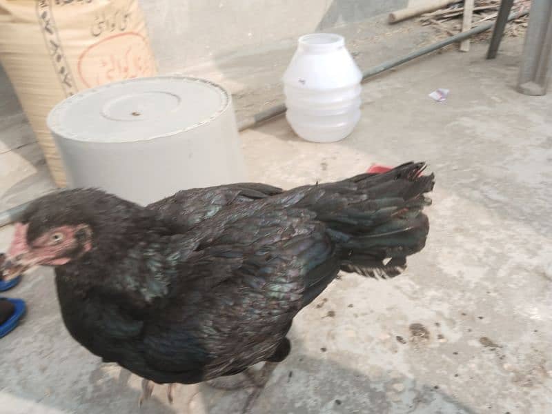 Aseel Mianwali Purebred Hen with 6 chicks 2