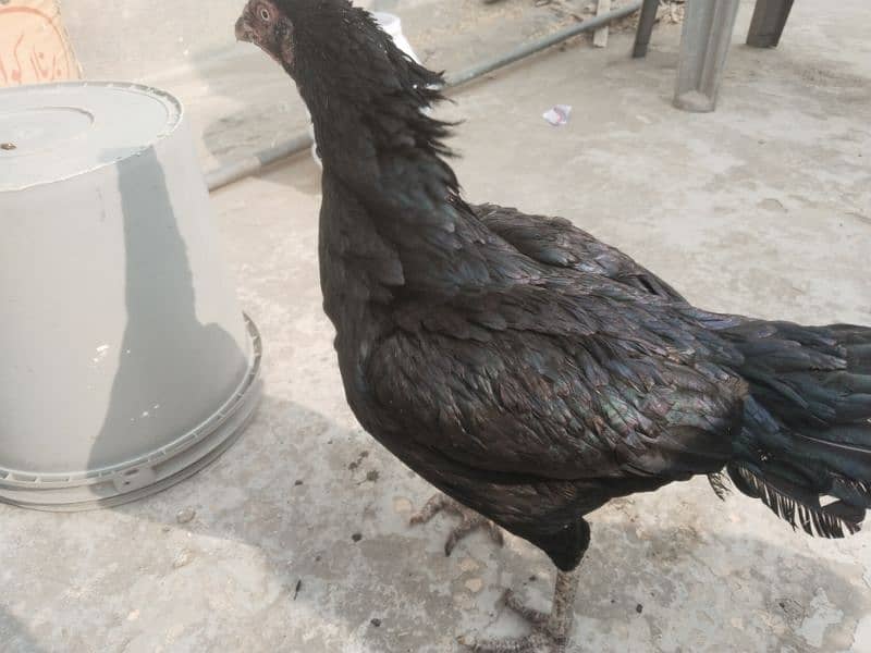 Aseel Mianwali Purebred Hen with 6 chicks 3