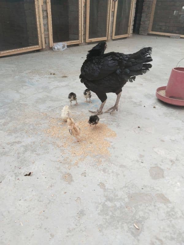 Aseel Mianwali Purebred Hen with 6 chicks 4