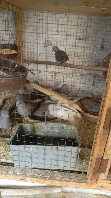 Diamond Breeder dove & Finch 0