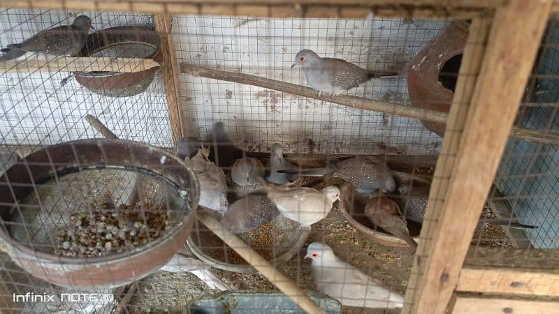 Diamond Breeder dove & Finch 2