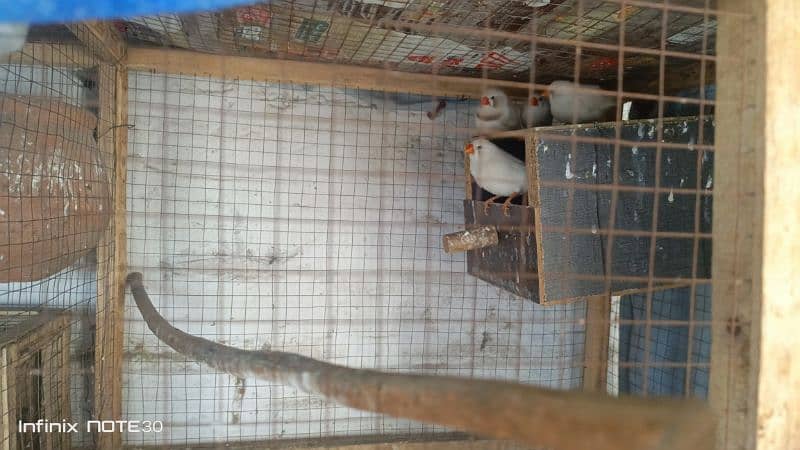 Diamond Breeder dove & Finch 4