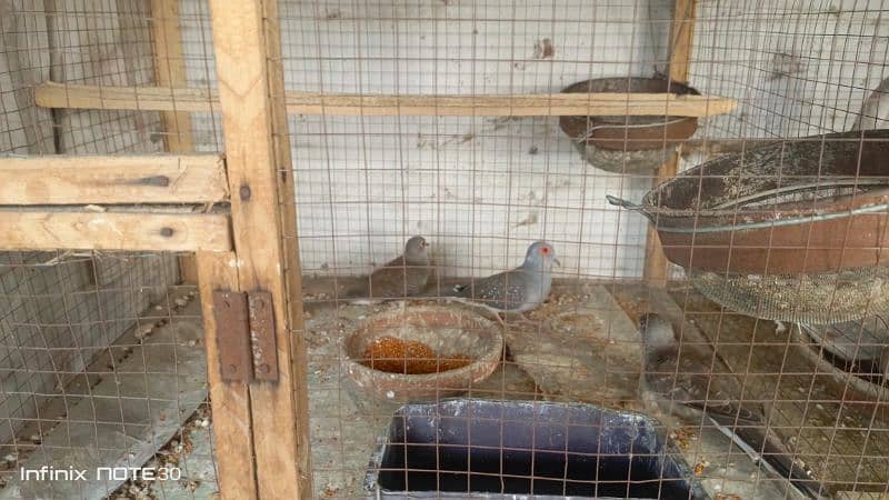 Diamond Breeder dove & Finch 5