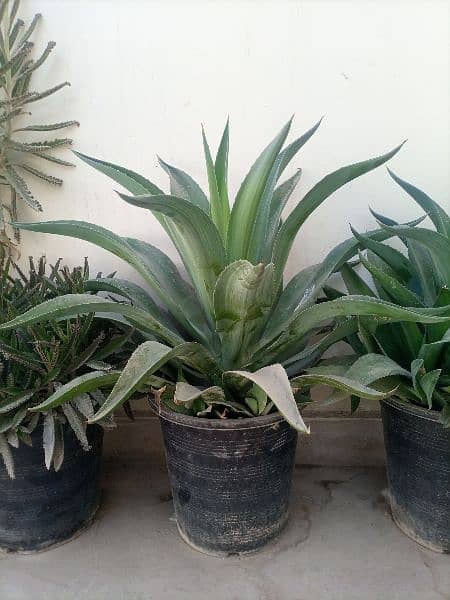 Plants For sale with Pots 0