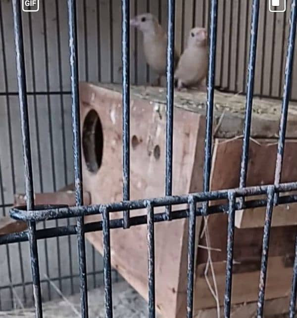 fawn jawa chicks for sale 0