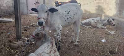 cow bachri for sale. qurbani 2025