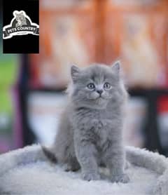 Punched face healthy kittens with heavy fur (COD available)03254675700