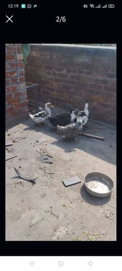 3 Female and 1 male Duck  For sale urgent sle