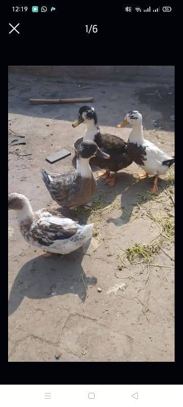 3 Female and 1 male Duck  For sale urgent sle 1